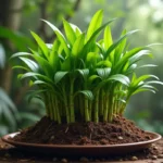 Jak rośnie imbir? Wymagania, uprawa i pielęgnacja