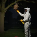 Jak usunąć gniazdo os? Metody, porady i bezpieczeństwo