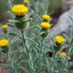 Piołun: Wygląd, Wymiary i Cechy Rośliny