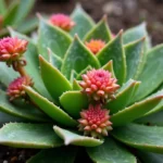 Żyworódka trująca – Jak ją rozpoznać i jakie niesie zagrożenia?