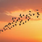 Ptaki odlatujące na zimę – Kto i dokąd migracje?