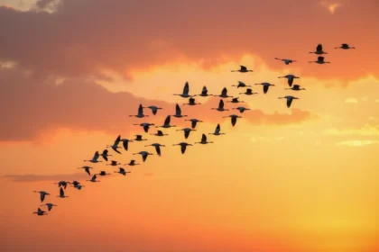 Ptaki odlatujące na zimę – Kto i dokąd migracje?