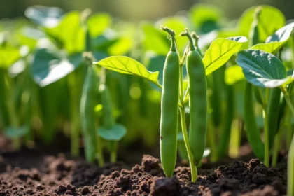 Kiedy sadzić bób? Optymalne terminy i porady dla ogrodników