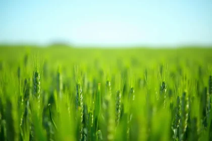 Kiedy siać owies? Terminy i zalecenia dla rolników