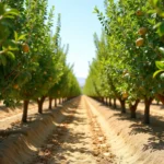 Pistacje jak rosną – Warunki, Uprawa i Dojrzałość Orzechów